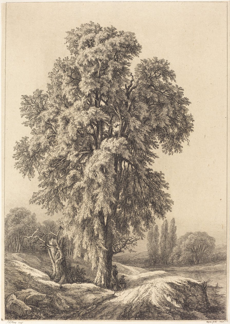 Elm Tree, 1840. tekijältä Eugene Bléry