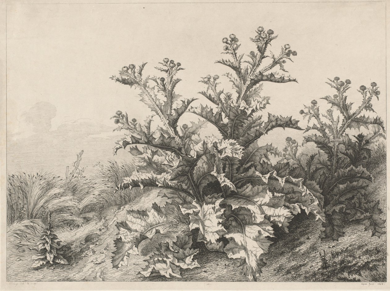 Suuri ohdake Le Grand Chardon, 1843. tekijältä Eugene Bléry