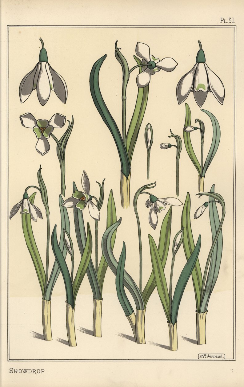 Kasvitieteellinen kuva lumikellosta, Galanthus nivalis tekijältä Eugene Grasset