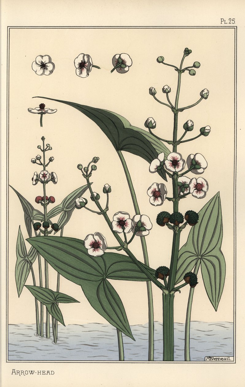 Kasvitieteellinen kuva nuolenpäästä, Sagittaria sagittifolia tekijältä Eugene Grasset