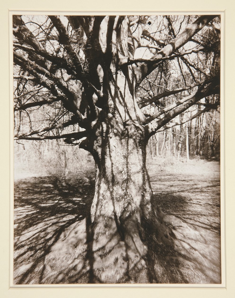 Pyökki tekijältä Eugène Atget