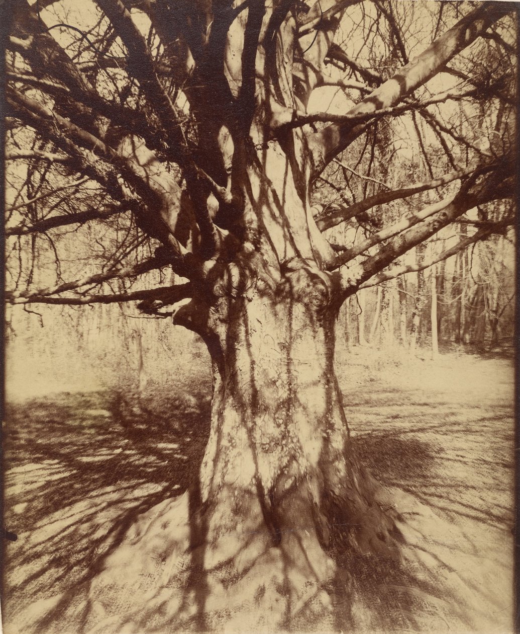 Pyökki tekijältä Eugène Atget