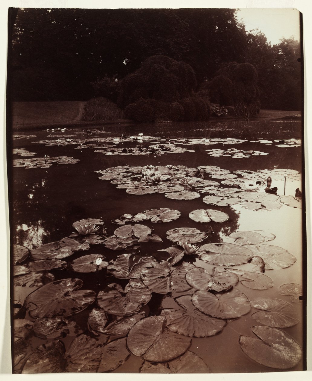 Nymphéa, 1922-1923. tekijältä Eugène Atget