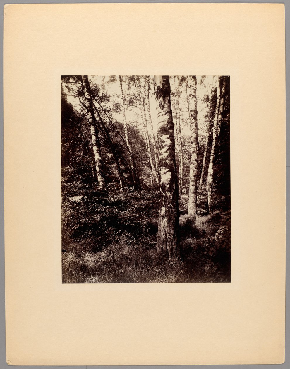 Saint-Cloudin puisto tekijältä Eugène Atget