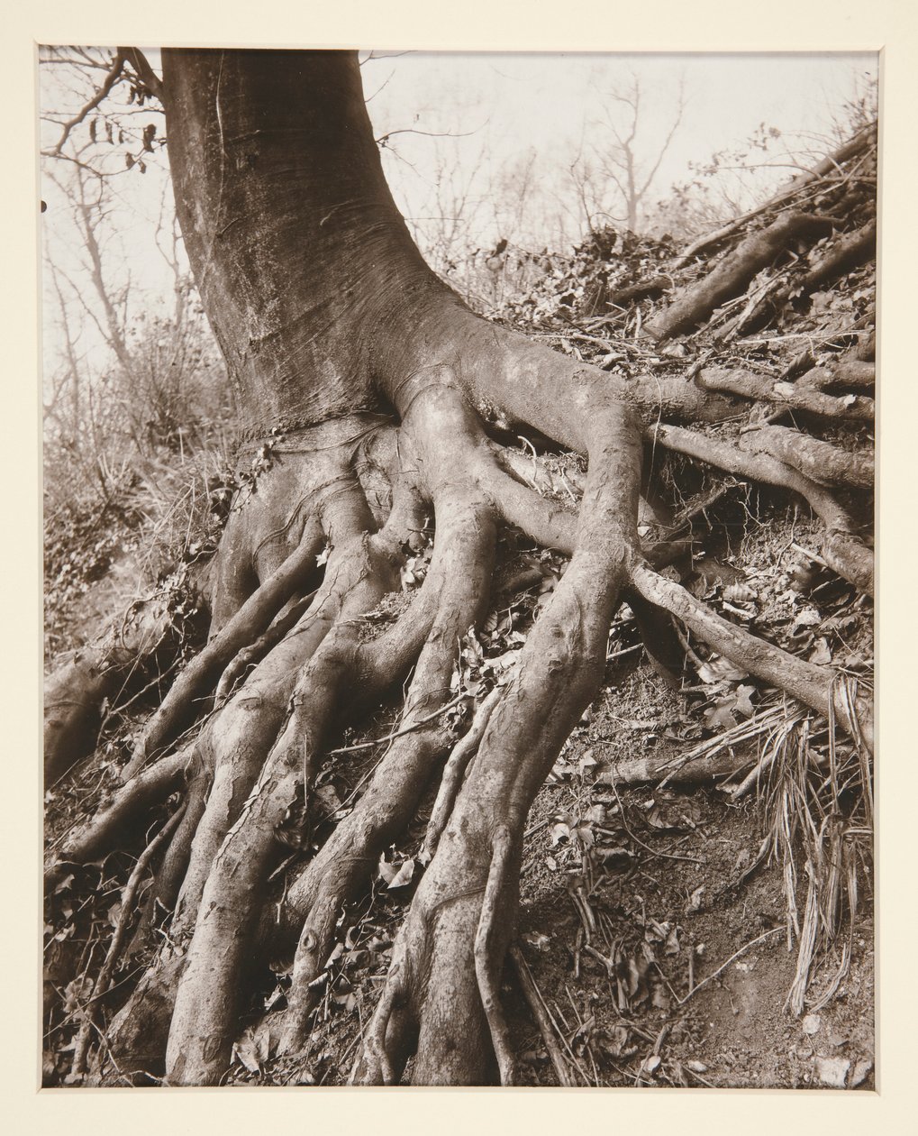 Saint-Cloud tekijältä Eugène Atget