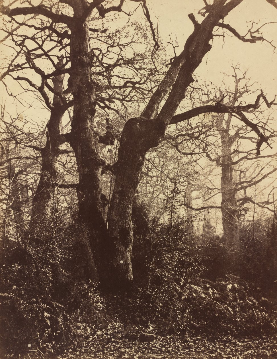 Tree Study, Fontainebleau, 1860. tekijältä Eugène Cuvelier