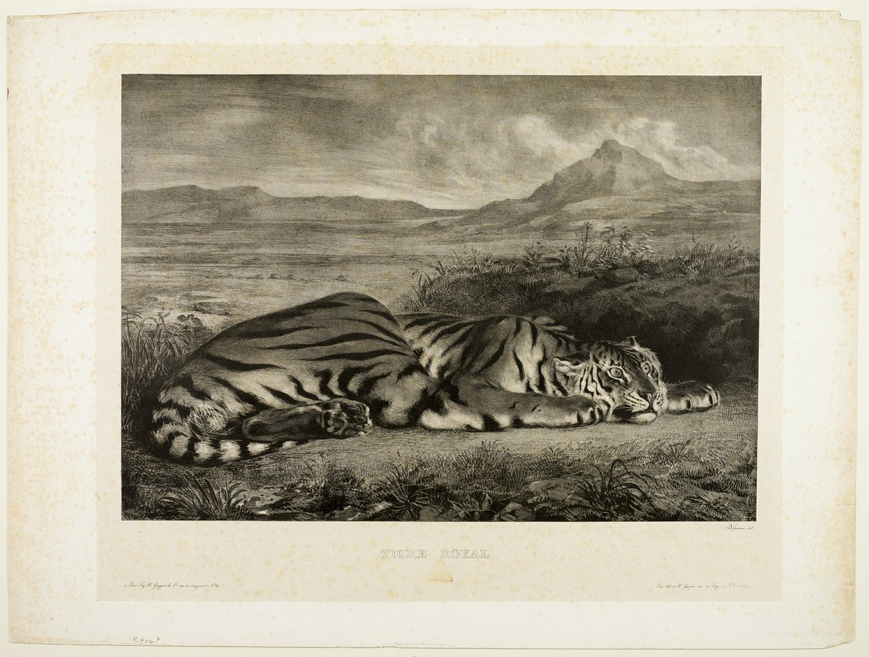 Bengalin tiikeri tekijältä Eugène Delacroix