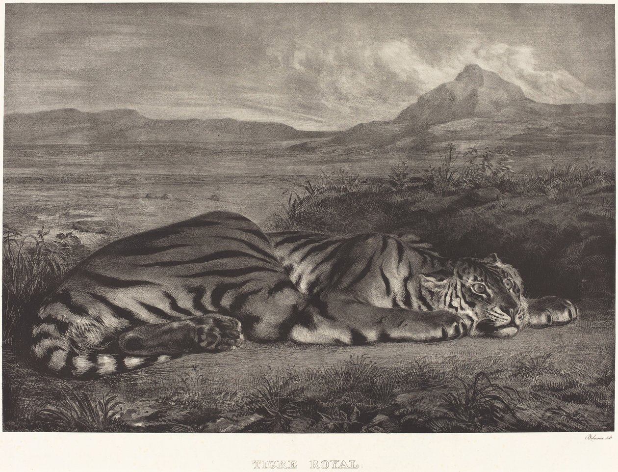 Kuninkaallinen tiikeri (Tigre Royal) tekijältä Eugène Delacroix