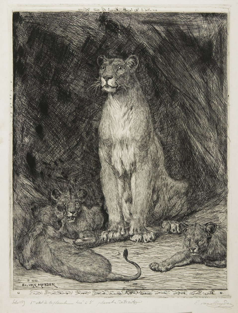 Lioness istuu ja kolme pentua, 1888 tekijältä Evert van Muyden