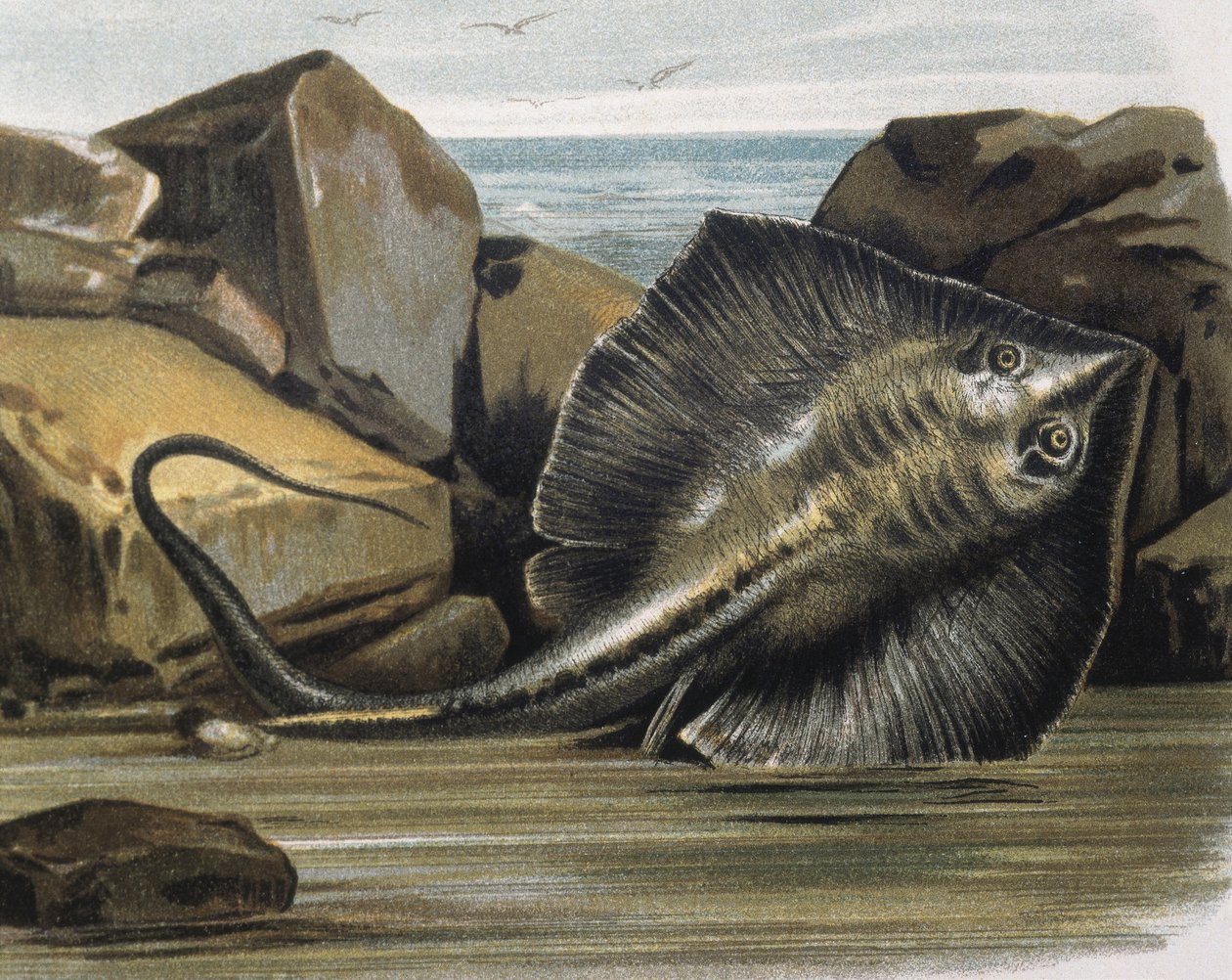 Rausku (Trygon pastinaca). tekijältä F. (after) Padro