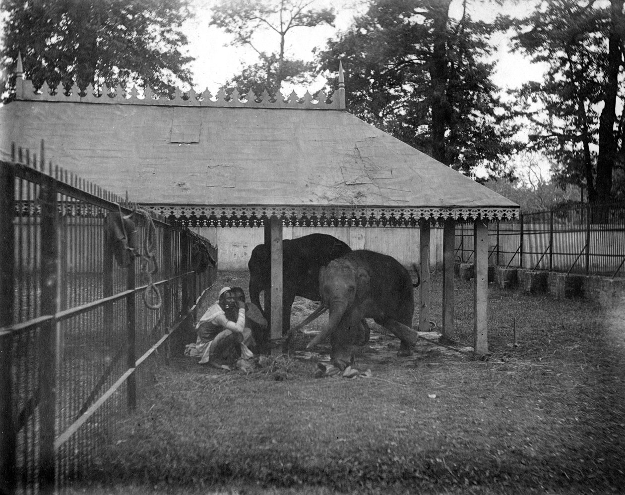 Elefantit, Alipore, Intia, 1905-1906 tekijältä F. L. Peters