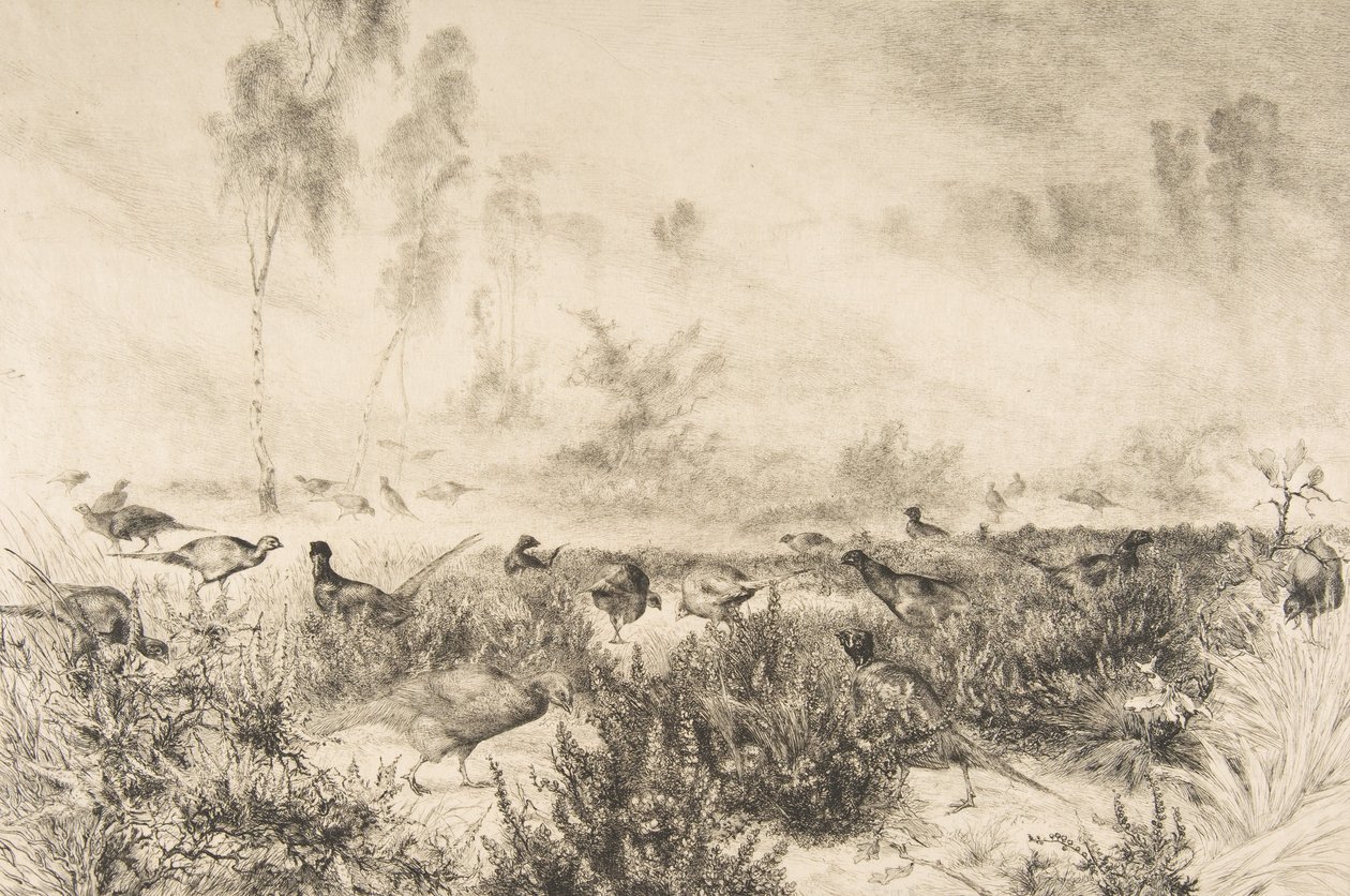 Aamun sumut, 1882. tekijältä Felix Bracquemond