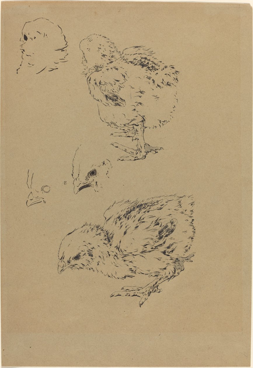 Poikaset tekijältä Felix Bracquemond