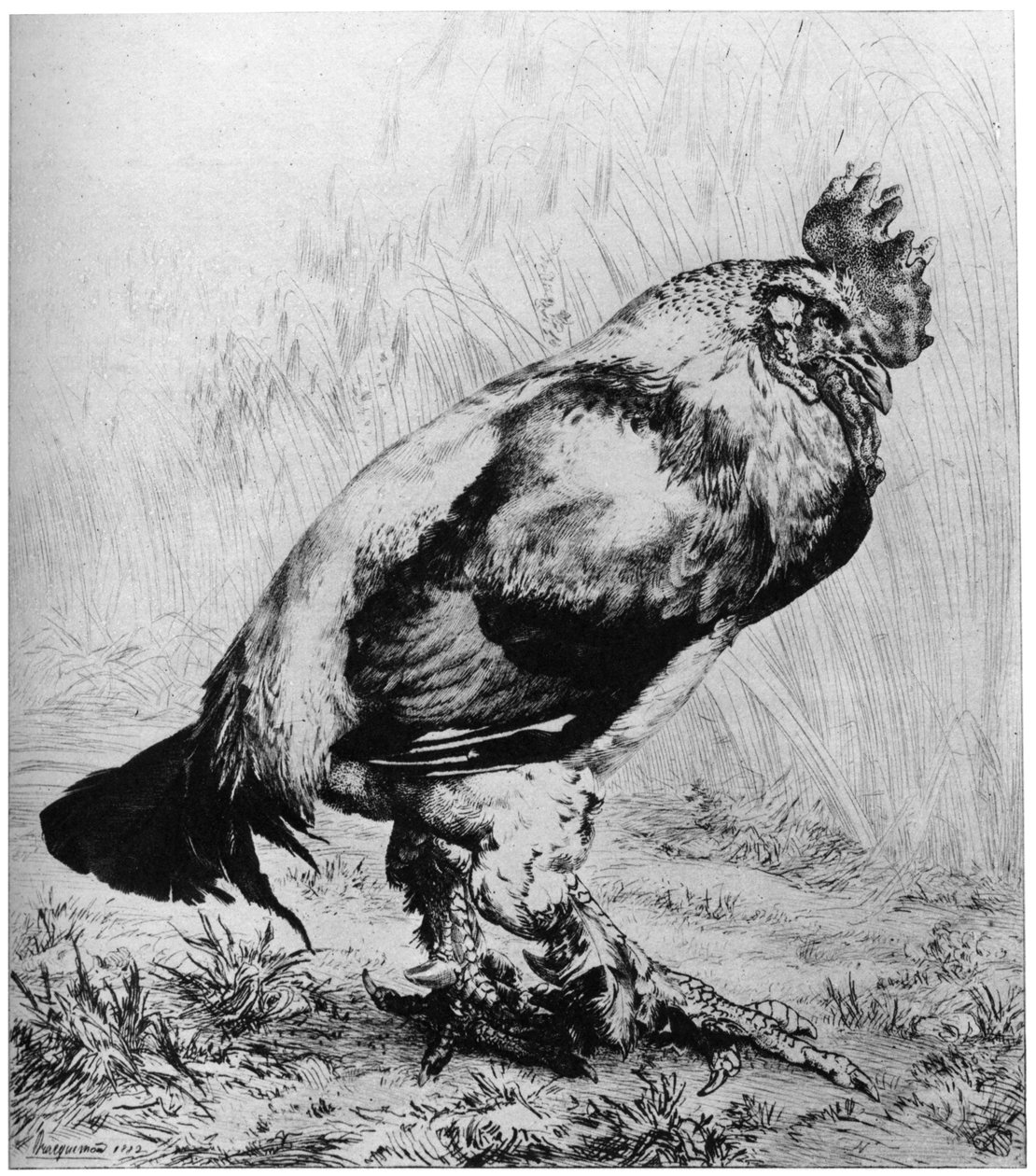 Kukko, 1850-1910, 1924. tekijältä Felix Bracquemond