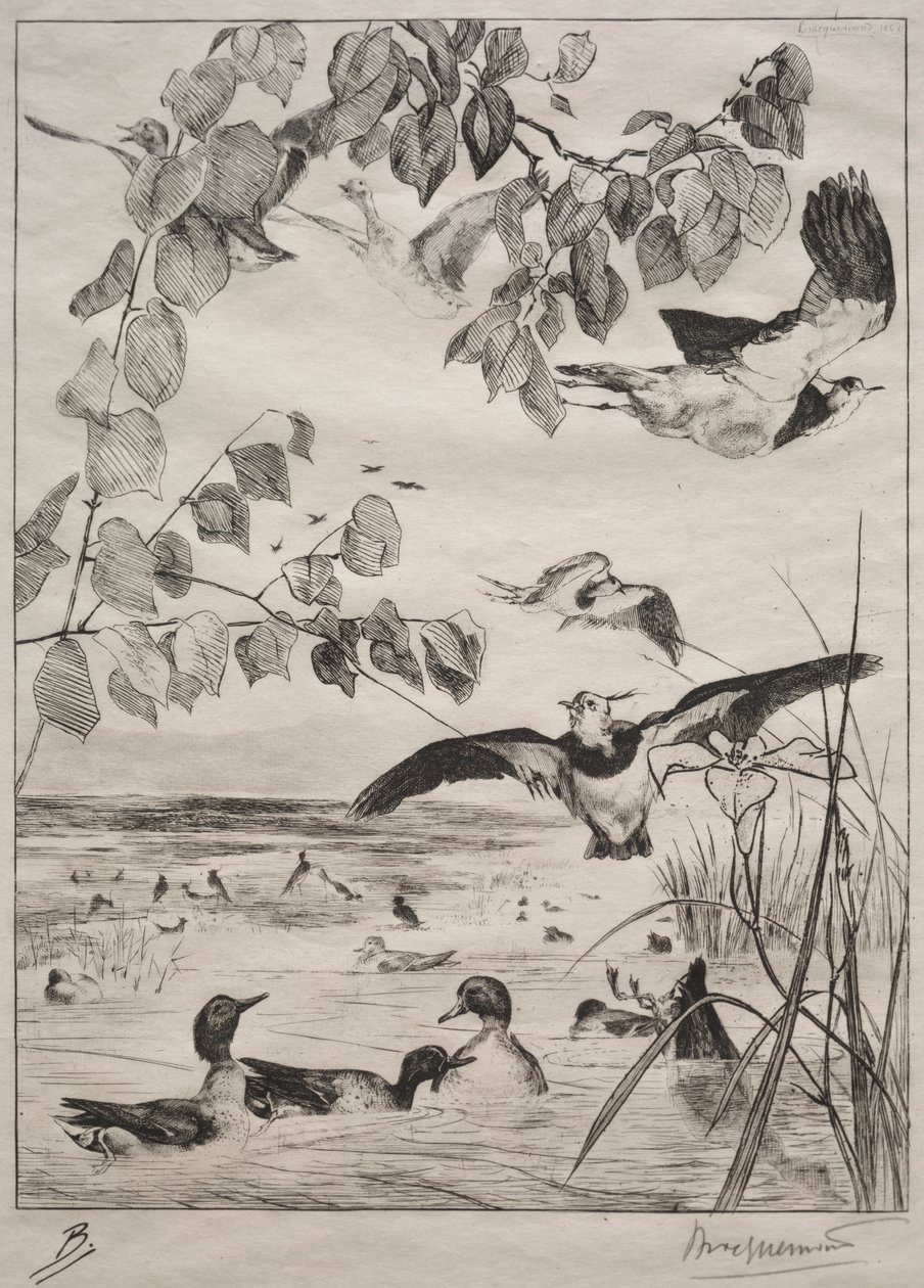 Lapwings ja Teals tekijältä Felix Bracquemond