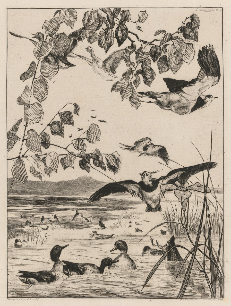 Lapwings and Teals, 1862. tekijältä Felix Bracquemond