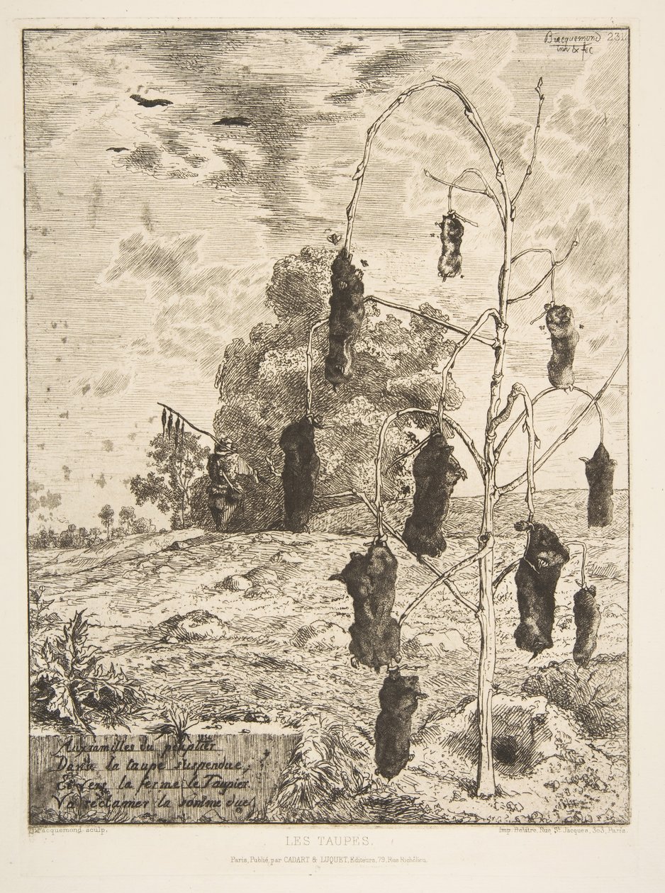 Myyrät, 1854. tekijältä Felix Bracquemond