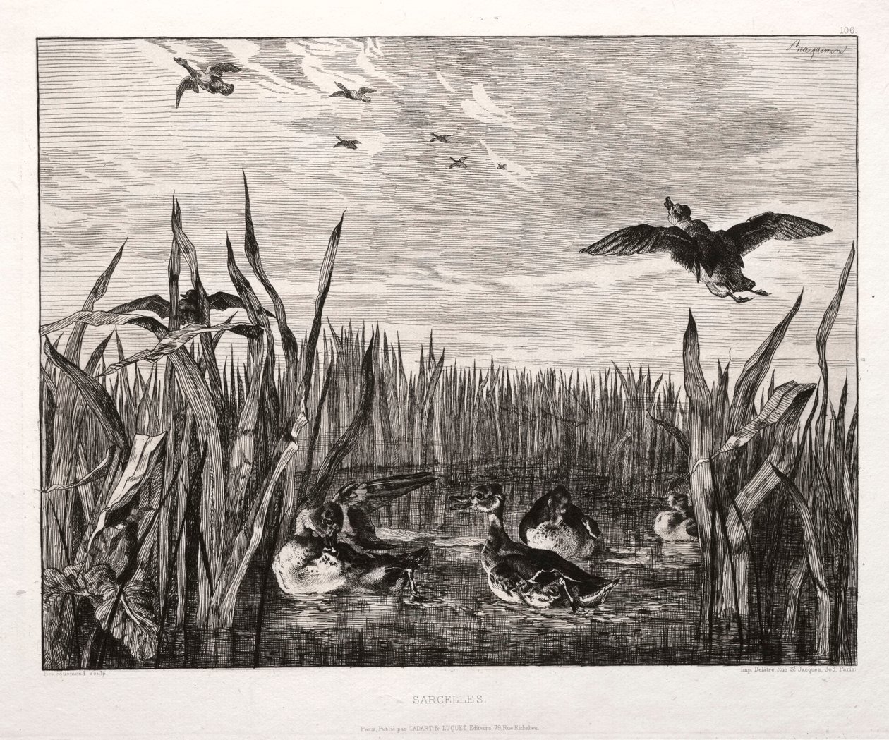 Teals, 1853 painettu 1864. tekijältä Felix Bracquemond