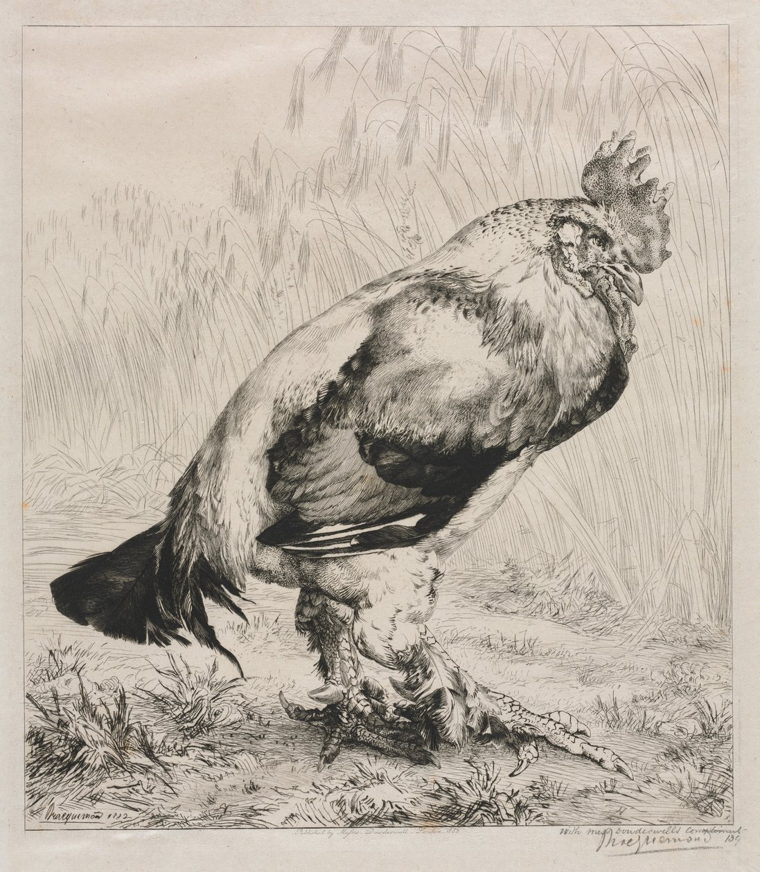 Vanha kukko, 1882. tekijältä Felix Bracquemond