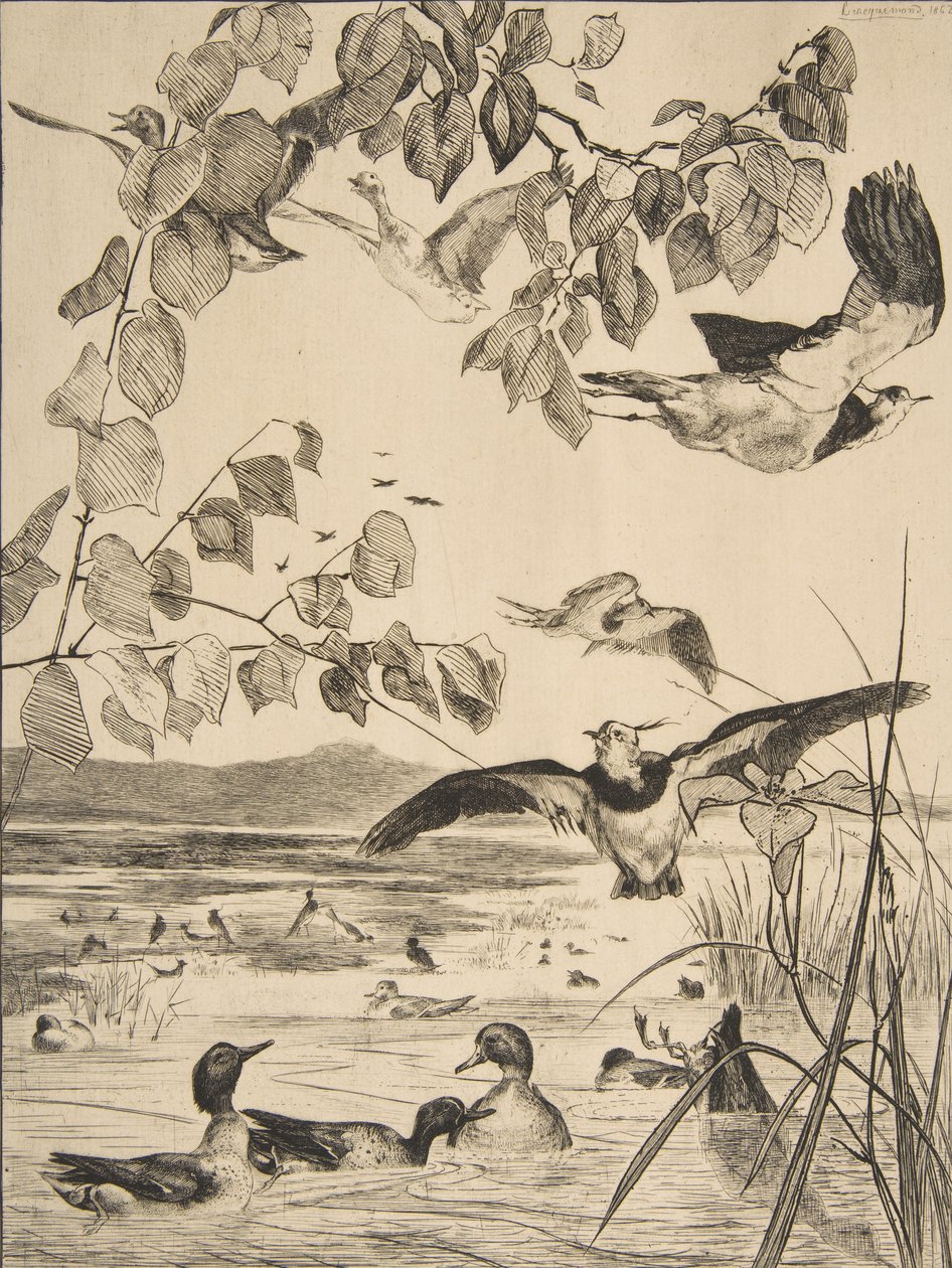 Lapwings ja Sarcelles, 1862. tekijältä Felix Bracquemond