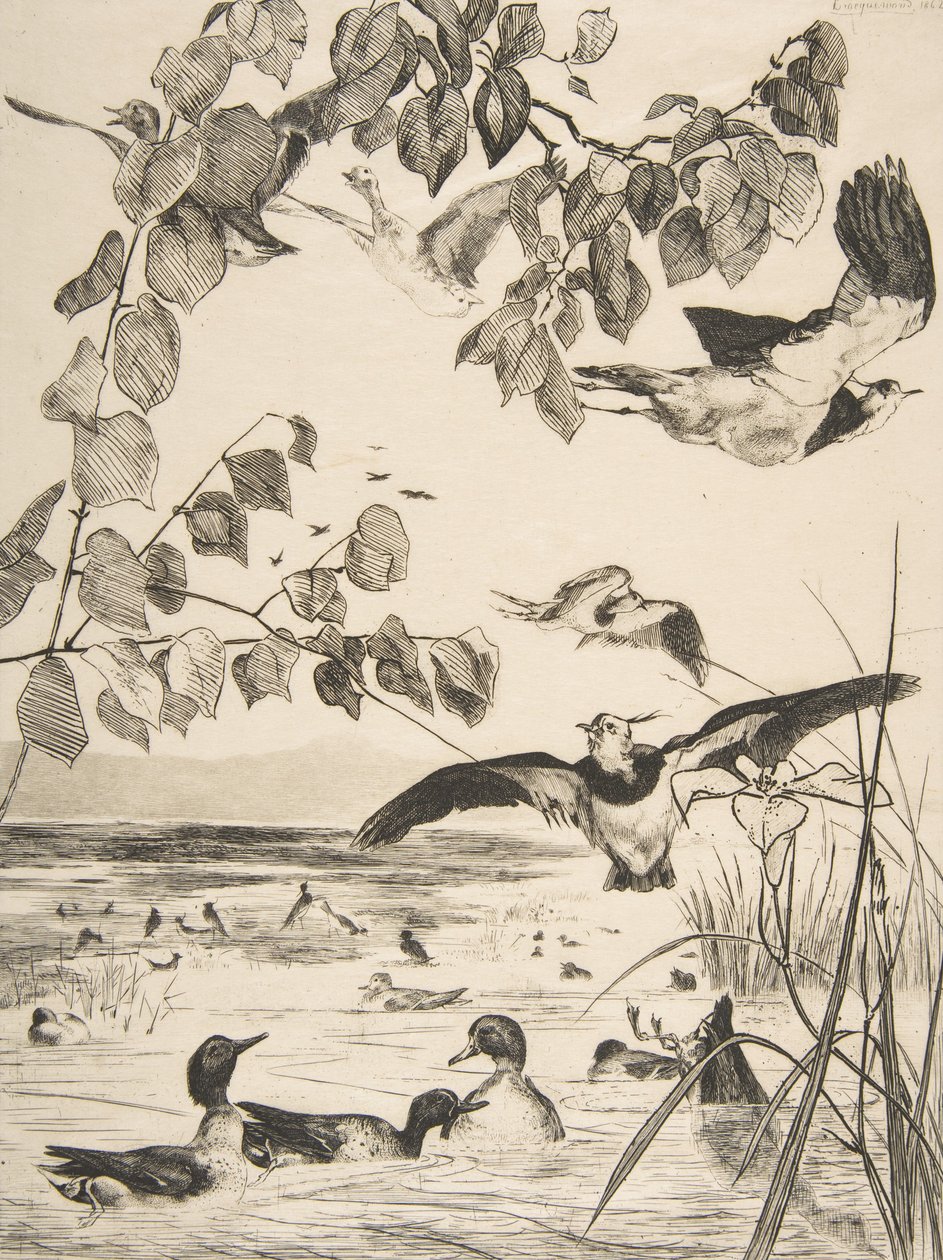 Lapwings ja Sarcelles, 1862. tekijältä Felix Bracquemond