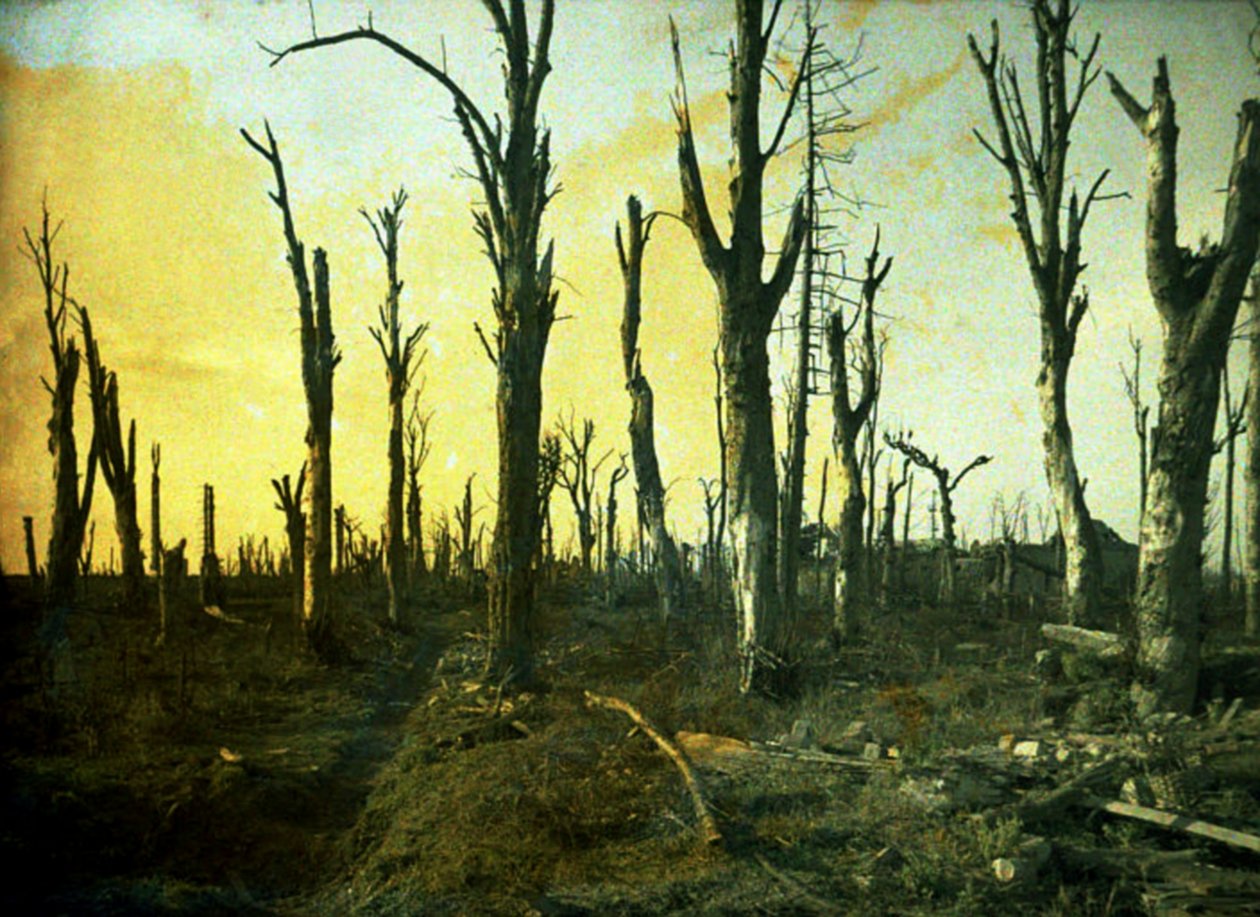 Taistelun aikana tuhoutuneita puita, Chaulnes, Somme, Ranska, 1917 (autokromi) tekijältä Fernand Cuville