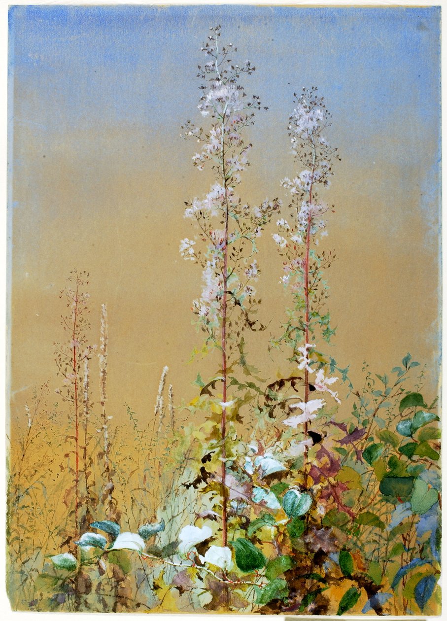 Nimetön, n. 1876. tekijältä Fidelia Bridges
