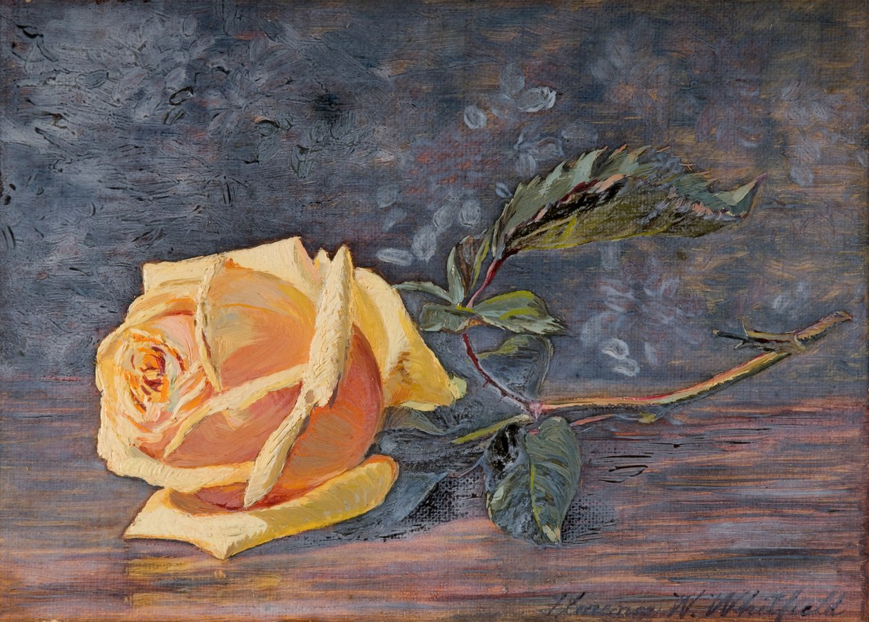 Keltainen ruusu, 1887. tekijältä Florence Westwood Whitfield