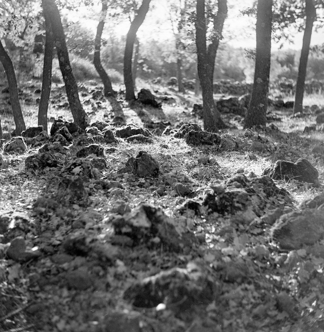 Metsä Etna-vuorella tekijältä Fosco Maraini