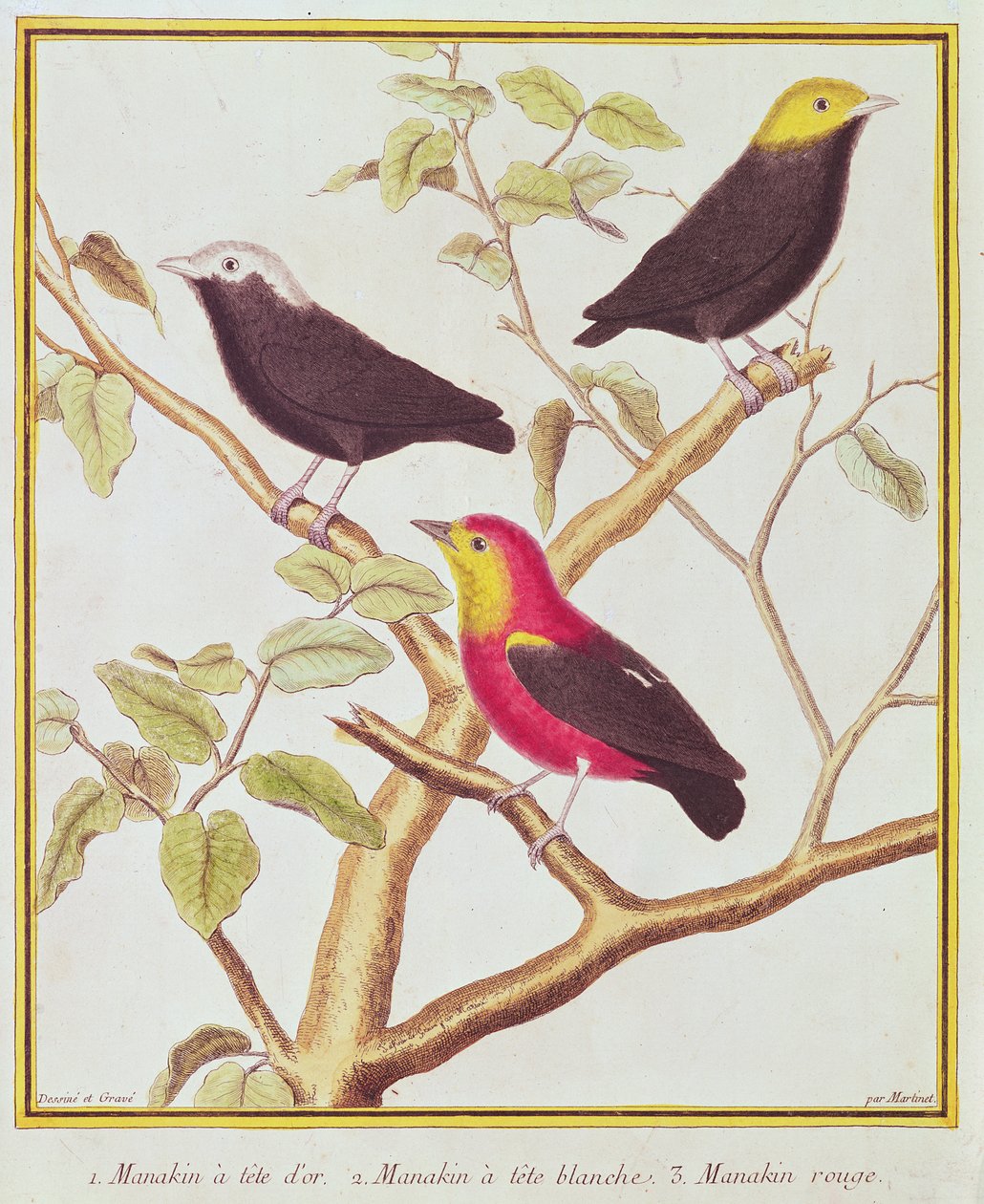 Manakins tekijältä Francois Nicolas Martinet