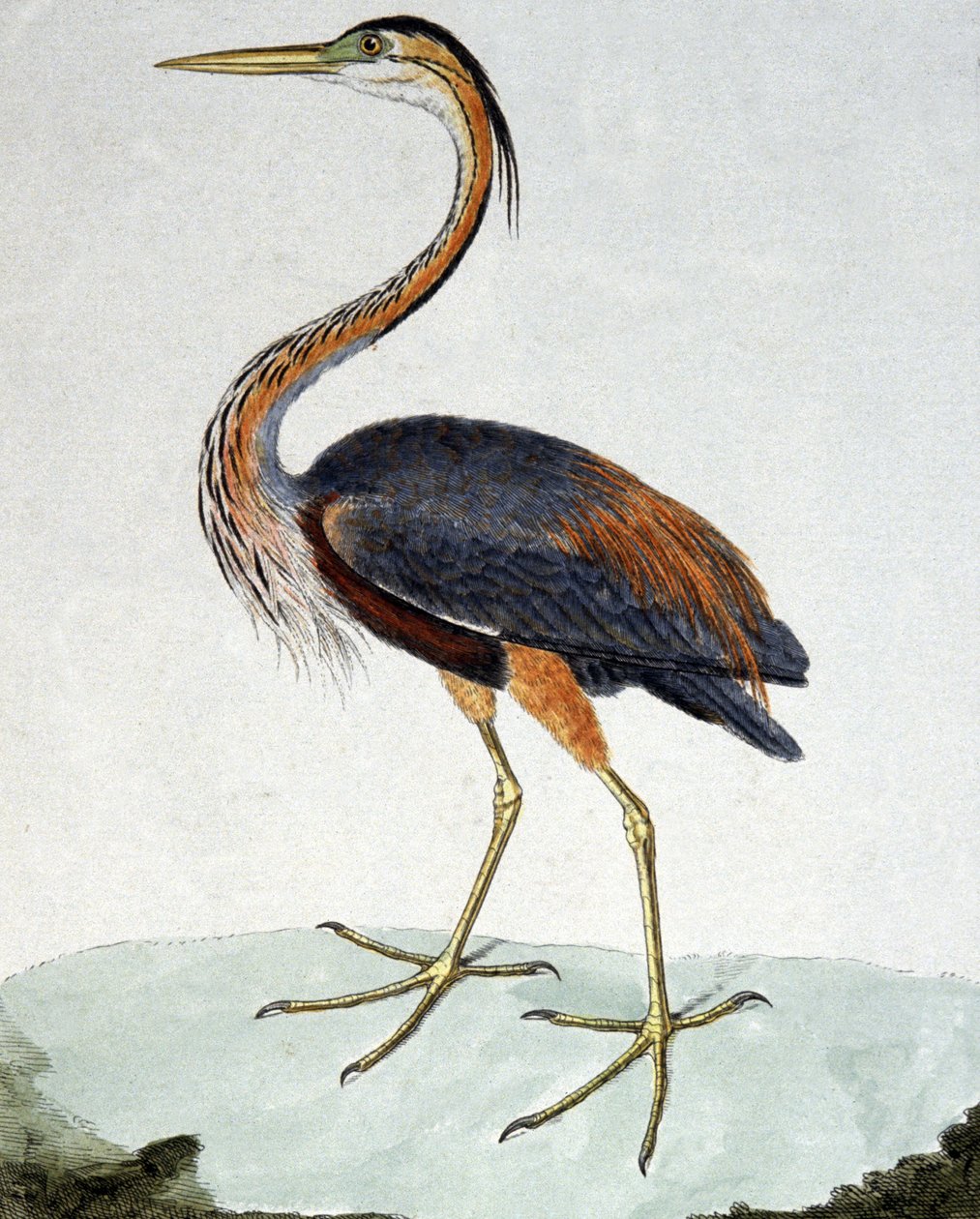 Purple Heron tekijältä Francois Nicolas Martinet