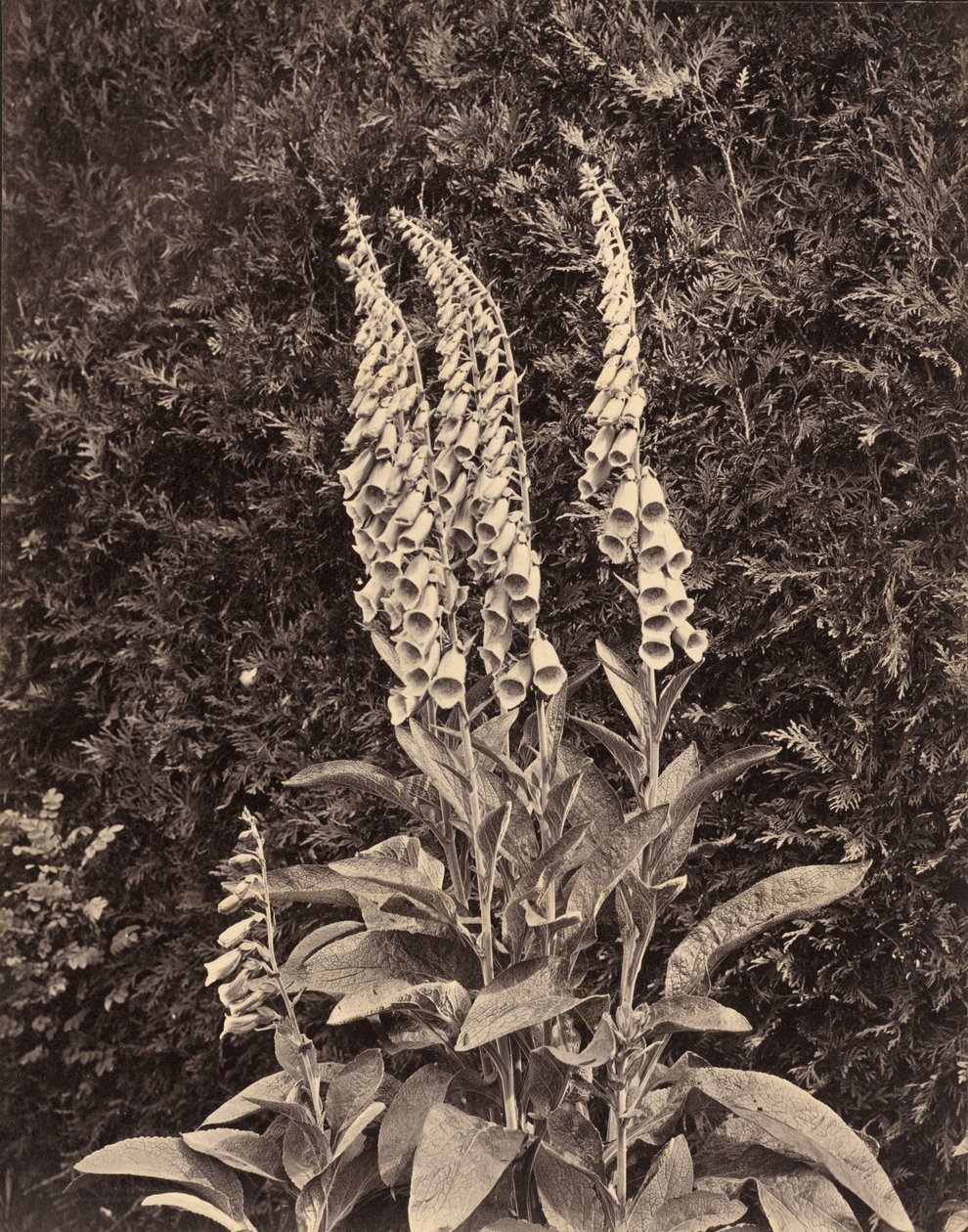 Foxgloves, c. 1860-luku. tekijältä Frank Mason Good