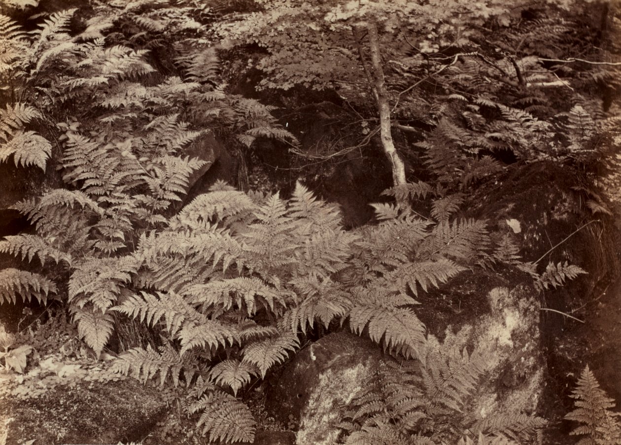 Nimetön (Saniainen tutkimus) tekijältä Frank Meadow Sutcliffe
