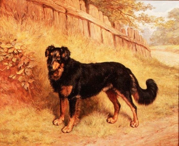 Bordercollie tekijältä Frank Paton
