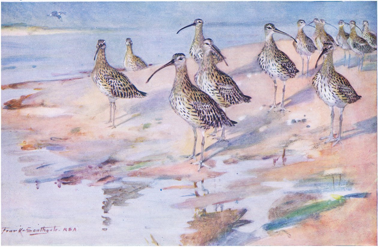 Curlews at Blakeney Point (litho) tekijältä Frank Southgate