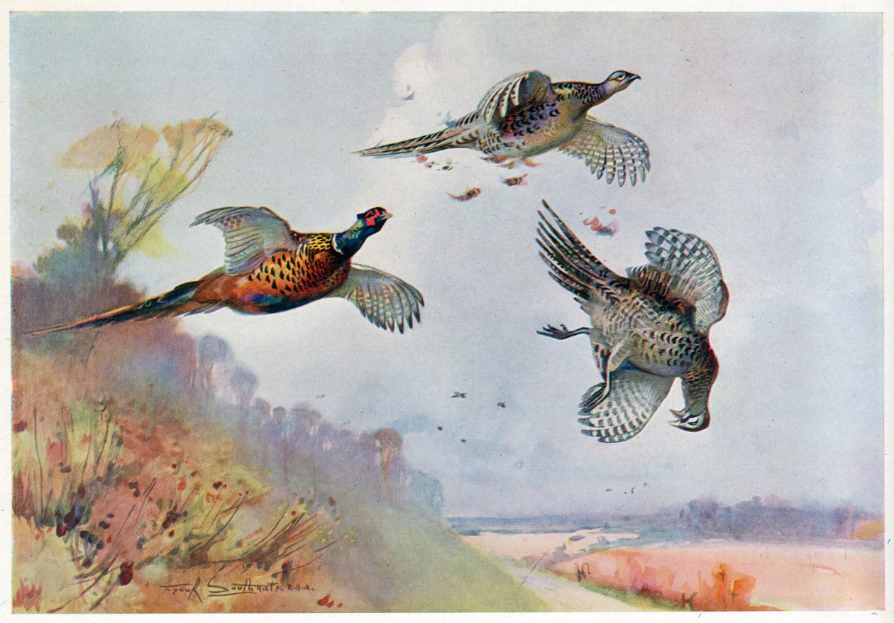 Korkeat fasaanit, kuvitus artikkelista "Wildfowl and Waders" tekijältä Frank Southgate