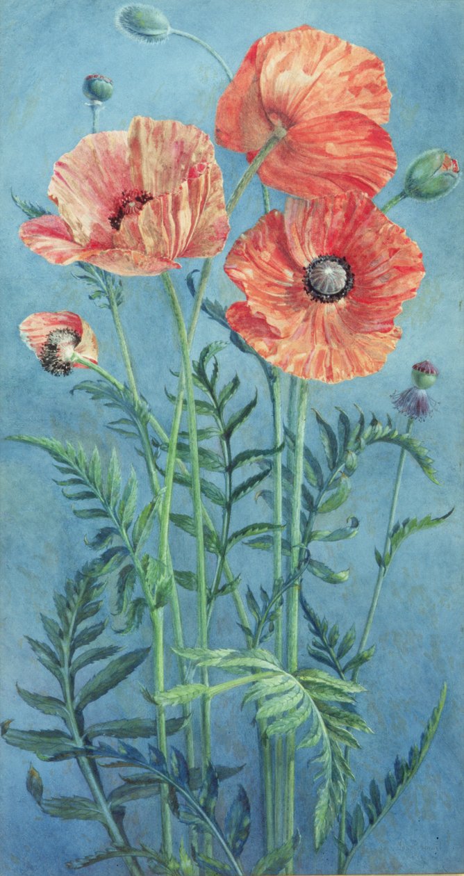 Unikot, 1916 (wc paperilla) tekijältä Frank Steeley