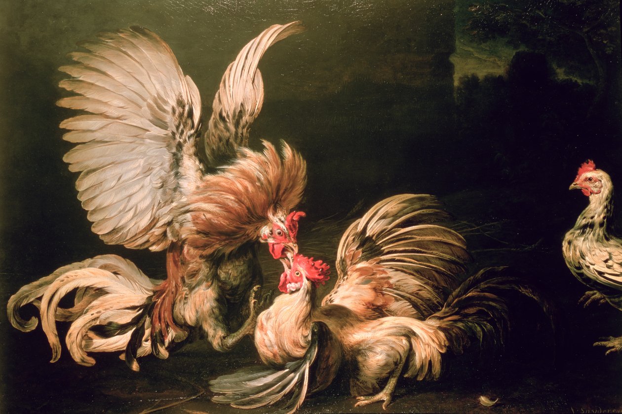 Fighting Cocks tekijältä Frans Snyders or Snijders