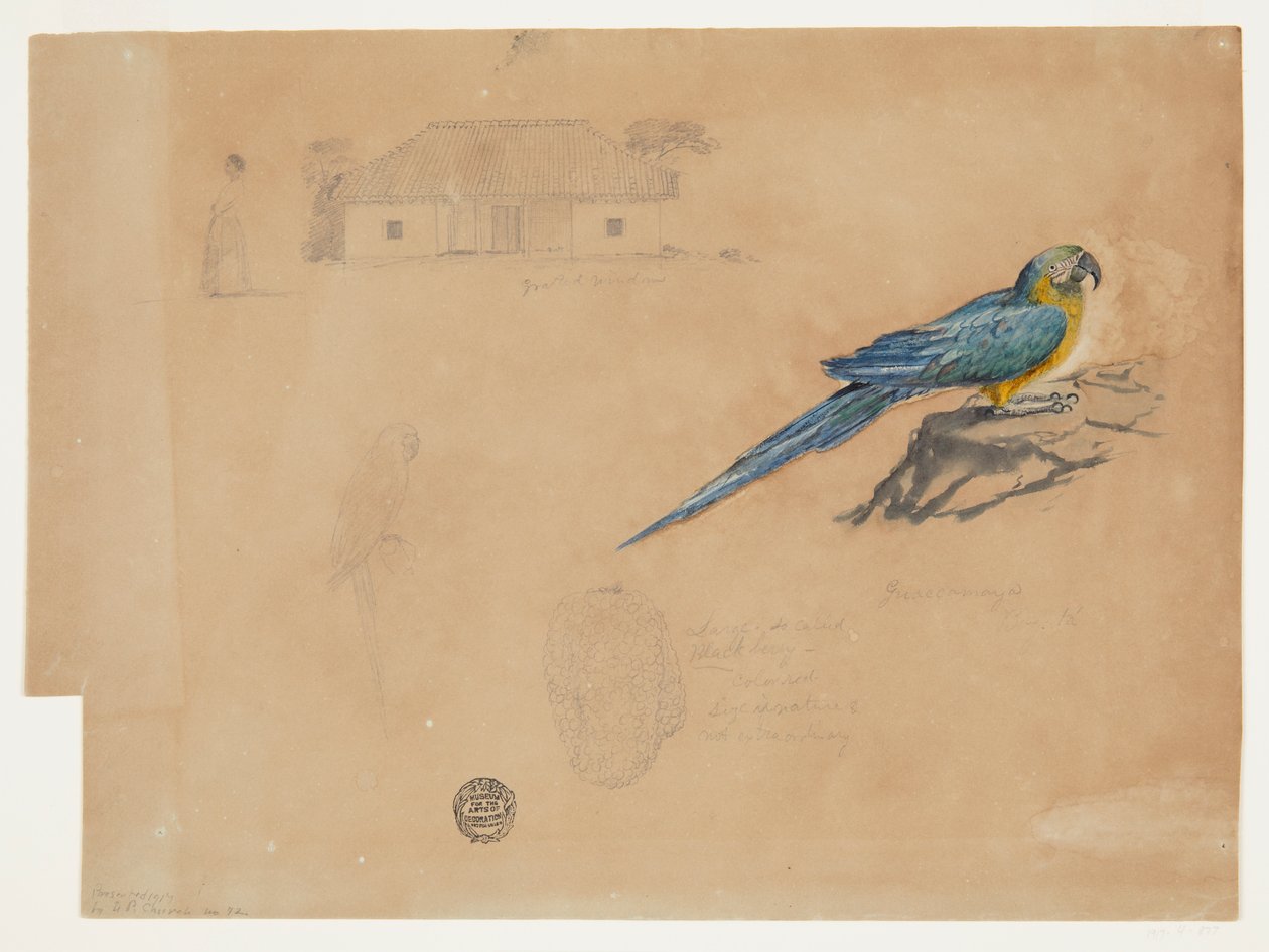 Guacamaya, Bogota, Kolumbia tekijältä Frederic Edwin Church