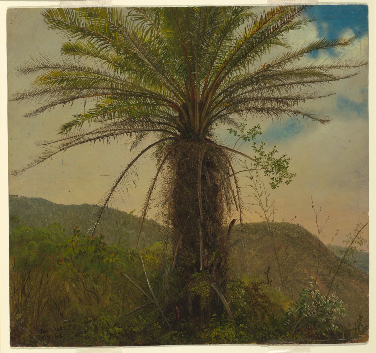 Tree Fern, Jamaika tekijältä Frederic Edwin Church