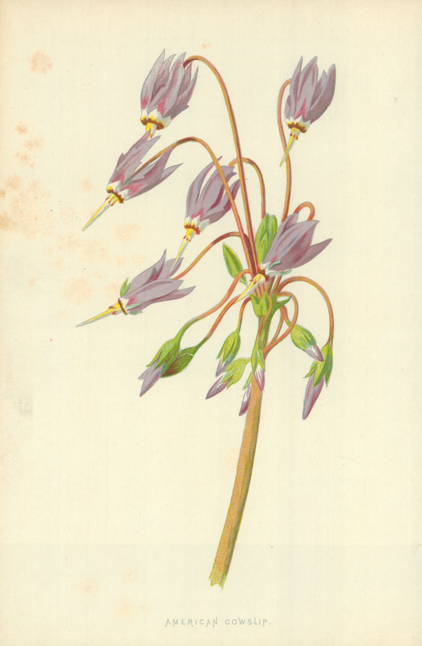 American Cowslip tekijältä Frederick Edward Hulme