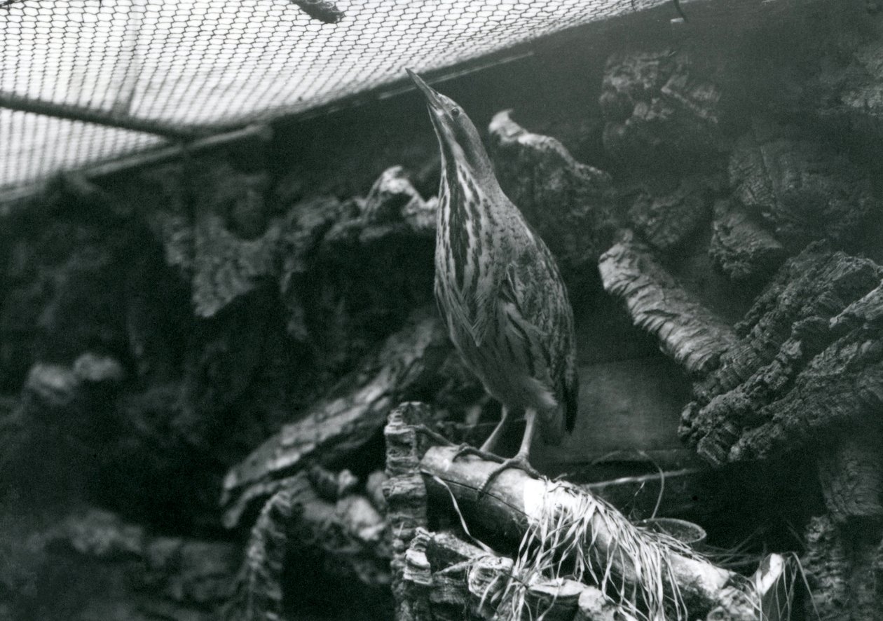 Bittern Lontoon eläintarhassa kesäkuussa 1922 tekijältä Frederick William Bond