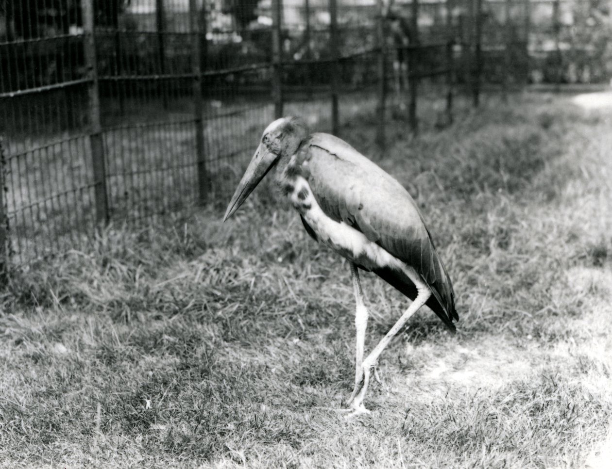 Javanilainen adjutantti Lontoon eläintarhassa, syyskuu 1923 (svetokuvassa). tekijältä Frederick William Bond