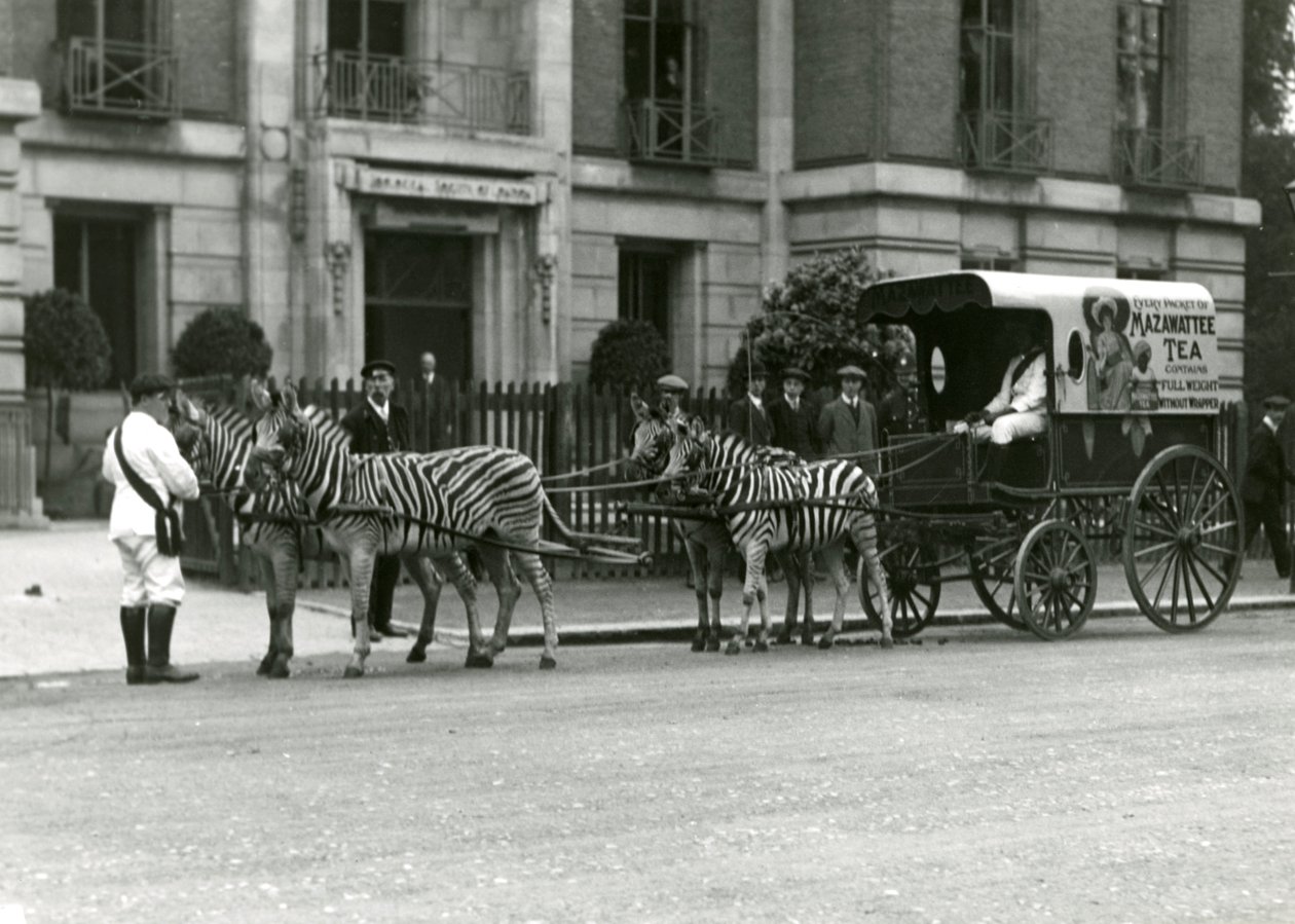 Mazawattee-teekärry, jonka on piirtänyt seepraryhmä Lontoon Zoological Societyn Regent