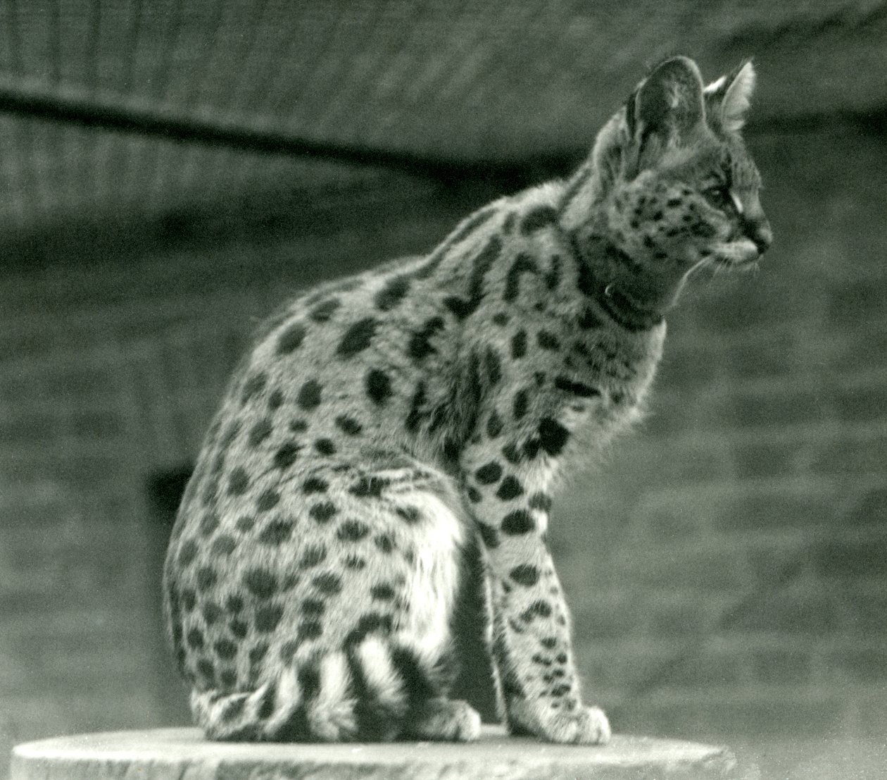 Serval Lontoon eläintarhassa, 1923 (svetokuva) tekijältä Frederick William Bond