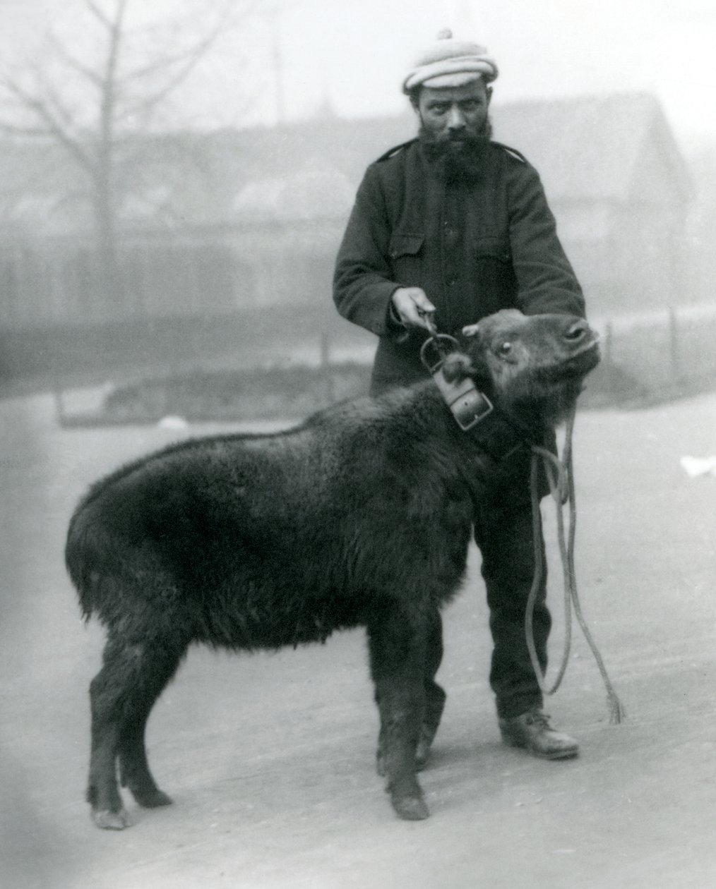 Naaraspuolinen takin, joka tunnetaan myös nimellä cattle chamois tai gnu vuohi, ja ohjaaja, Lontoon eläintarha, huhtikuu 1923 (svetokuvassa). tekijältä Frederick William Bond