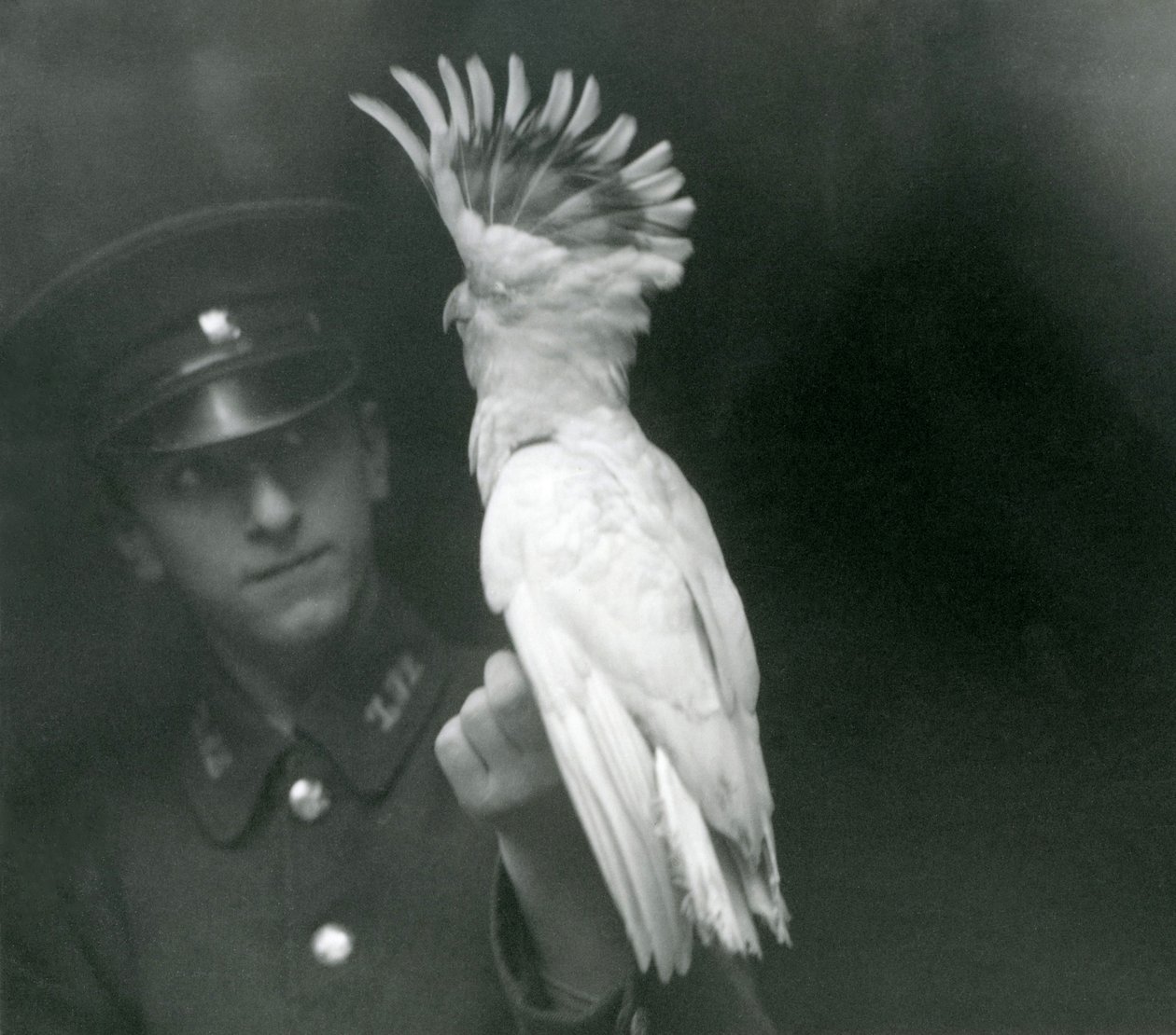 Eläintenhoitaja pitelee nuorta kakadua Lontoon eläintarhassa, syyskuu 1921. tekijältä Frederick William Bond