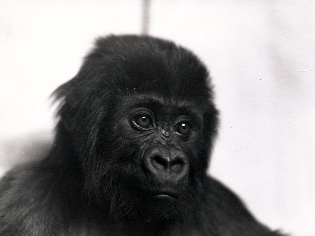 Muotokuva gorillasta "Meng", 1939 tekijältä Frederick William Bond
