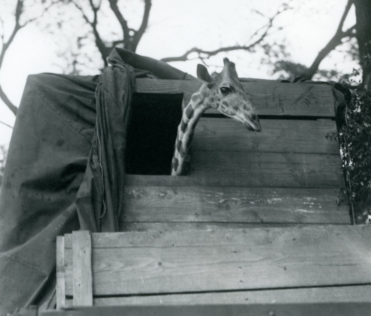 Nuori kirahvi saapuu Lontoon eläintarhaan, toukokuu 1923 (kaksivärinen kuva). tekijältä Frederick William Bond