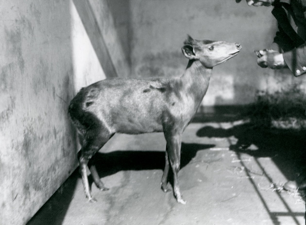 Abbott
